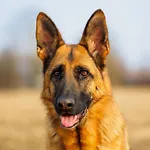 In Near Forest & Pond Tatil Evi