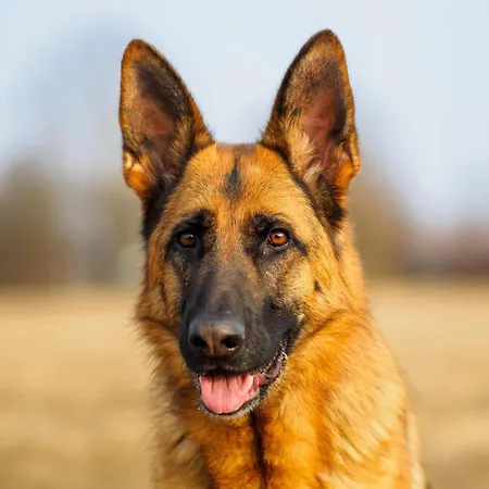 In Bievre Near Forest & Pond Дом отдыха