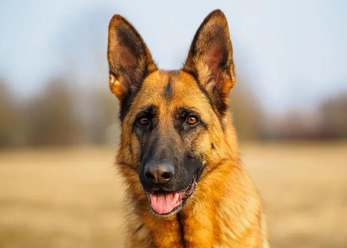 In Bievre Near Forest & Pond 別荘